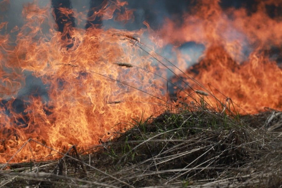 Роман Бусаргин:На землях лесного фонда Саратовской области с 27 апреля по 31 октября 2024 года устанавливается особый противопожарный режим
