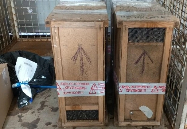 Пчеловодам Саратовской области Почтой доставили первых пчёл