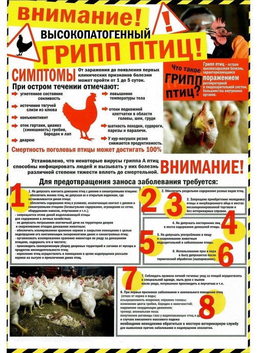 Внимание! Высокопатогенный грипп птиц!