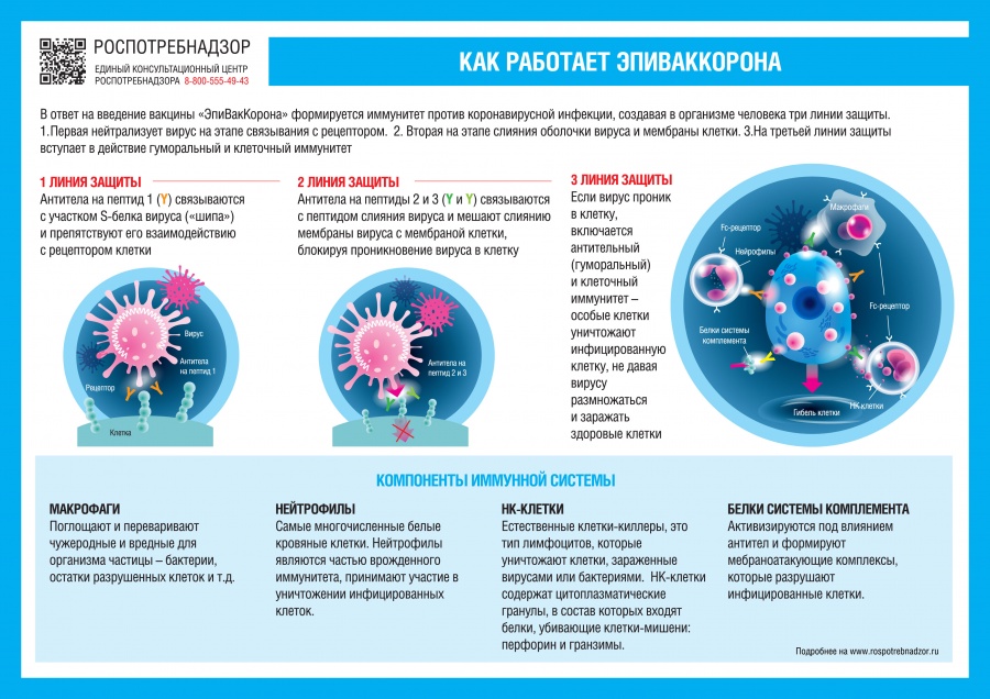 О принципах работы вакцины «ЭпиВакКорона»