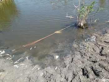 Установлены причины гибели рыбы в реке Большой Караман 